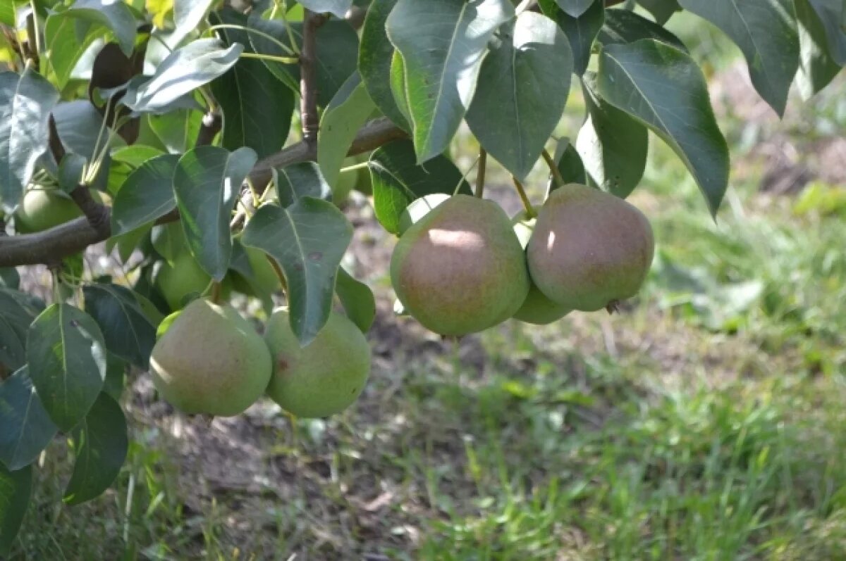    В Новосибирске агроном Мармулев рассказал о хранении яблок и груши зимой
