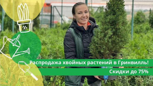 Распродажа хвойных растений в Гринвилль! Скидки до 75%