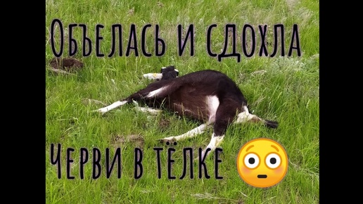 ЧЕРВИ В ТЁЛКЕ. КОЗЫ ОБЪЕЛИСЬ КОМБИКОРМА, ПОСЛЕДСТВИЯ 😭😭😭