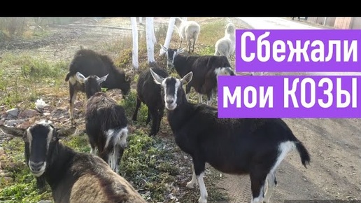 Скачать видео: ДОМ В СЕЛЕ. КОЗЫ СБЕЖАЛИ ИЗ ДОМА. ЗАСЕЛИЛ ВСЕХ В САРАЙ. Сарай для коз. Сарай для коров.