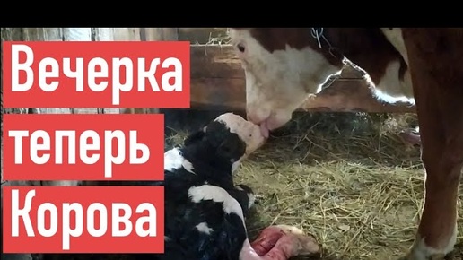 Download Video: ОТЁЛ СИММЕНТАЛЬСКОЙ НЕТЕЛИ. ВЕЧЕРКА ПЕРВОТЕЛКА.