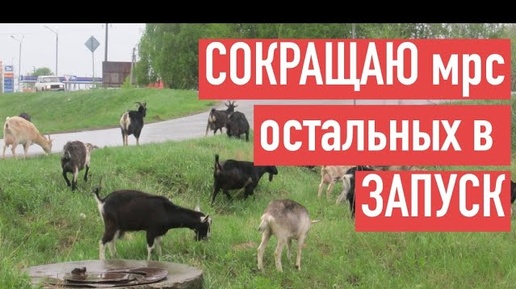 Tải video: ОПЯТЬ СОКРАЩАЮ ПОГОЛОВЬЕ. ЗАПУСК И СУХОСТОЙ КОЗ