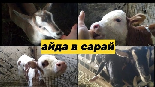 ОДЕВАЙТЕСЬ В СТАРОЕ И ПОЙДЁМ В САРАЙ