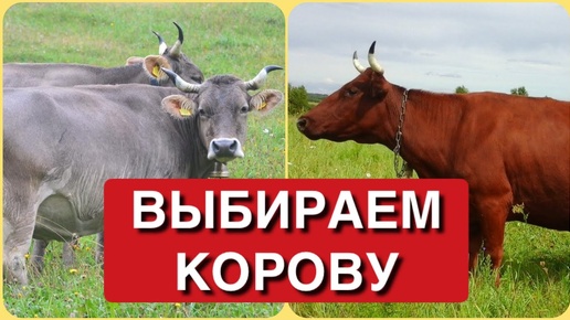 Video herunterladen: ВЫБОР КОРОВЫ 🐂🐂🐂 тонкости и нюансы ⚠️СМОТРЕТЬ ДО КОНЦА!