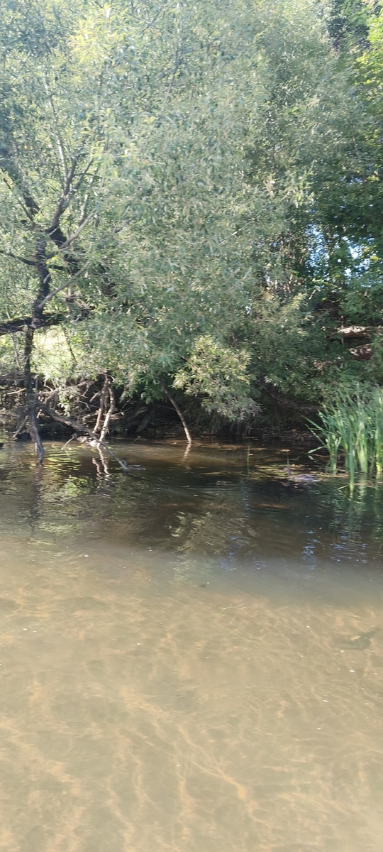 В заводях происходит много интересного ..🦆🍂