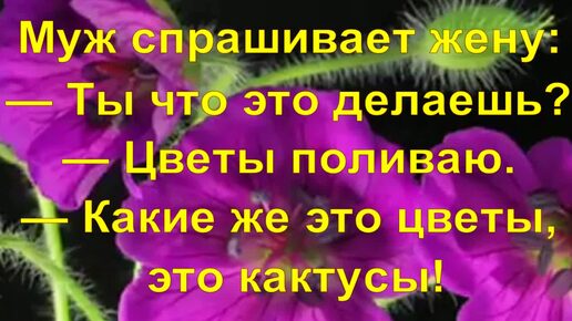 Цветы и... анекдоты! (4)