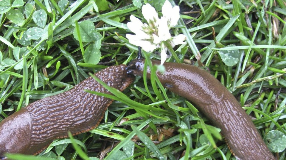 Эффективный метод борьбы со слизнями – ложка средства на ведро воды. Все, от вредителей и след простыл