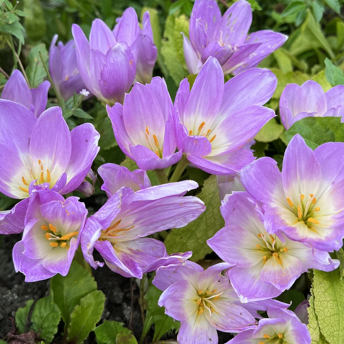 Безвременники.