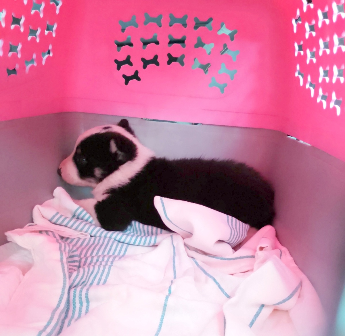 Размером с ладошку