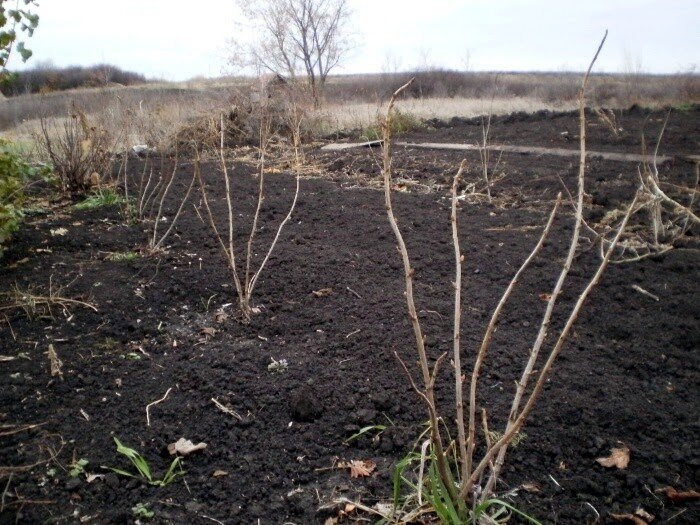 Смородина осенью: лучшее, что мы можем сделать для урожайности, крупных ягод и хорошей зимовки. И для смородины ведер не хватит