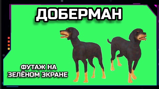 СОБАКА ДОБЕРМАН видео Green Screen футаж. ХРОМАКЕЙ АНИМАЦИЯ на зелёном фоне.