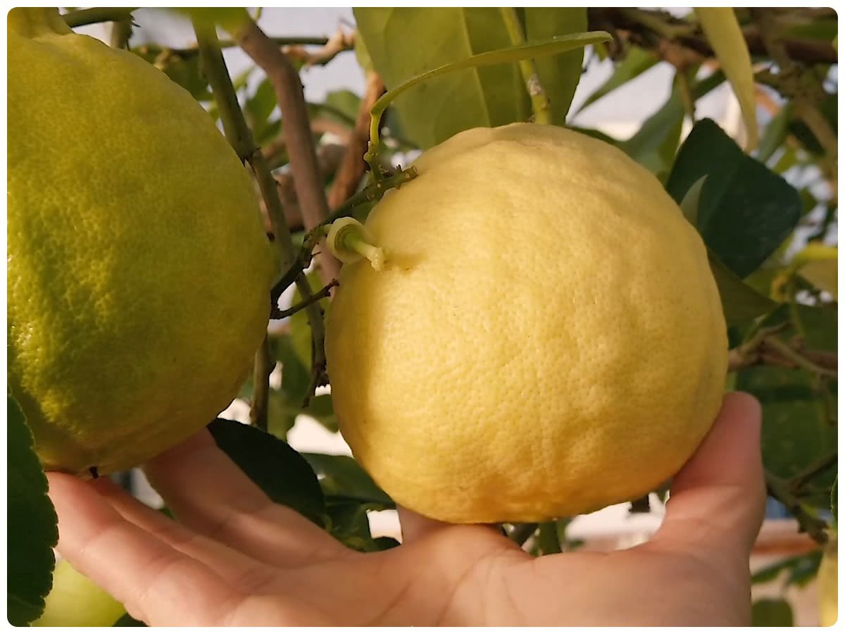 Не самый большой лимон)