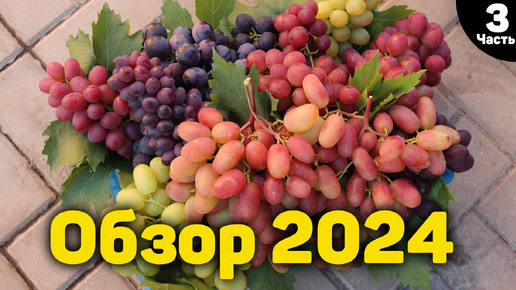 🍇Обзор ультраранних и ранних сортов винограда - 2024 - Часть 3 📸