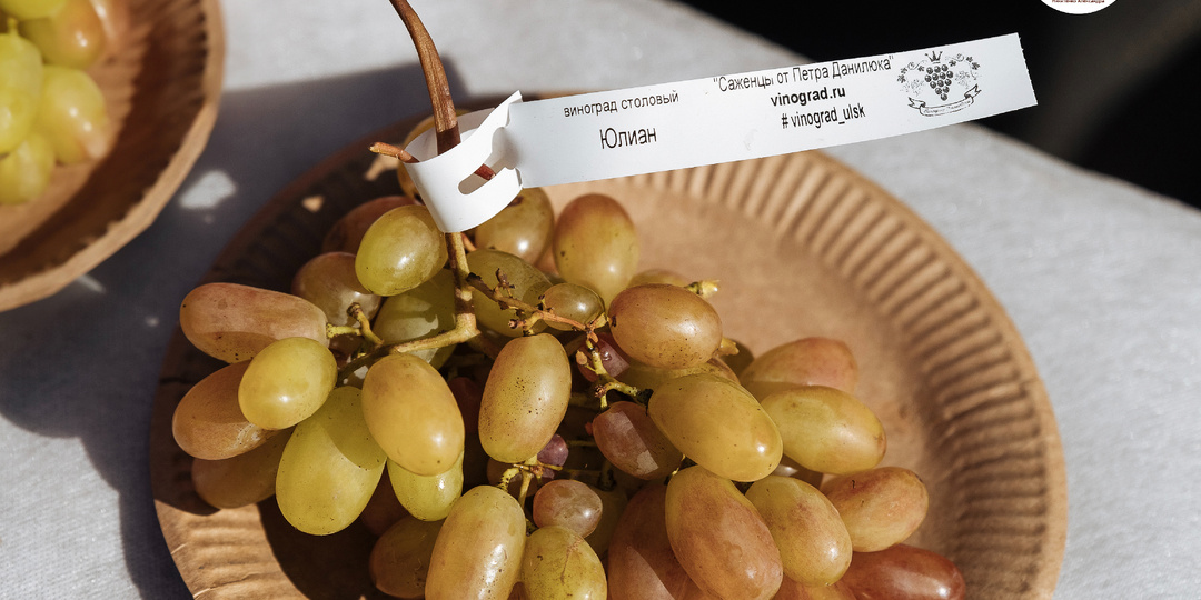 День винограда в Егорьевском питомнике в 2024 г