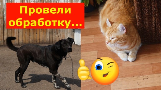 Обработали от клещей кота и собаку. #собака #кот #животные #препаратотклещей #проживотных