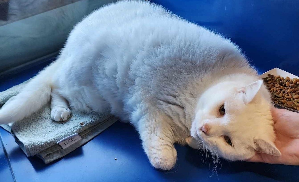    «Я усыновил 12-летнюю кошку. Жаль, что она оказалась никому не нужна».