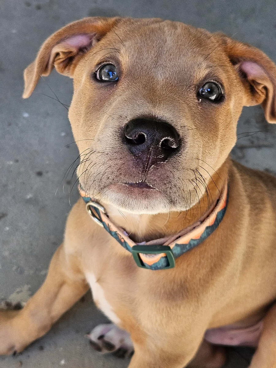    Вы тоже видите слезы на его глазах?