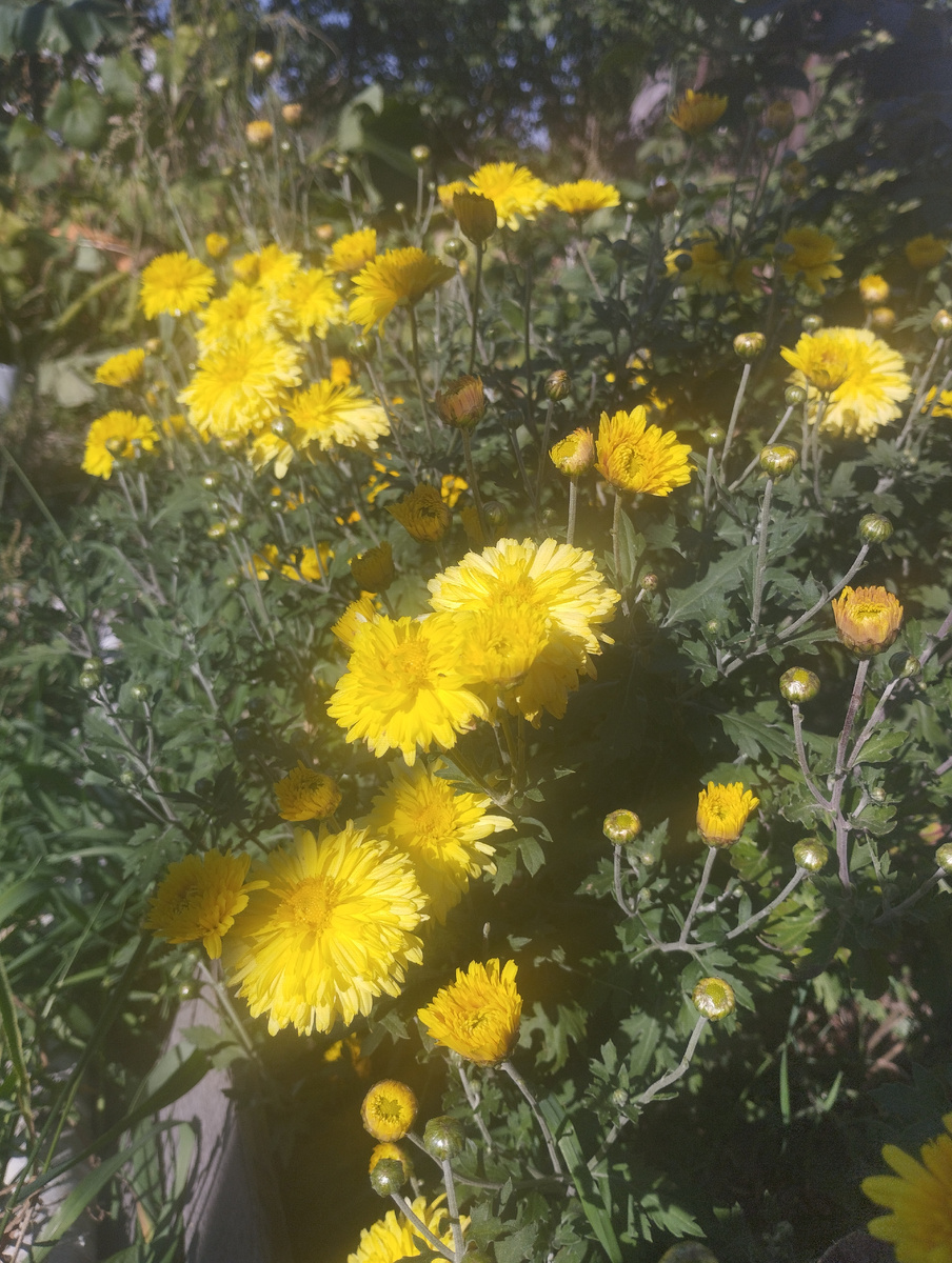 Наши хризантемки