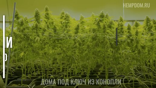 Экологичные дома из конопляного бетона, преимущества и проекты.