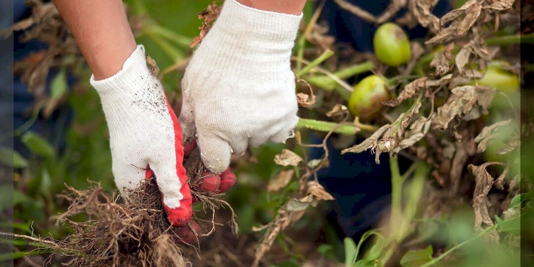 Важные работы осенью в томатной теплице: как повысить плодородие в томатной теплице и избавить землю от фитофторы