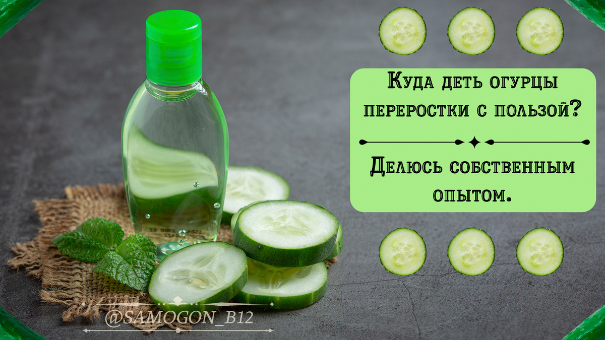 Куда деть огурцы переростки с пользой? Делюсь собственным опытом. ©