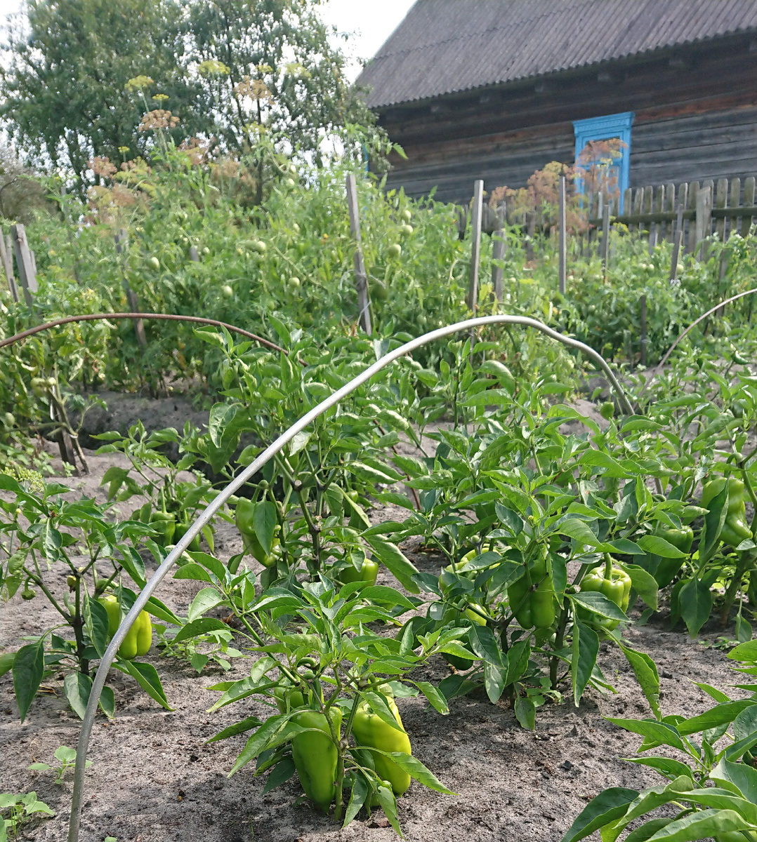 Домик в деревне с огородом - просто мечта!