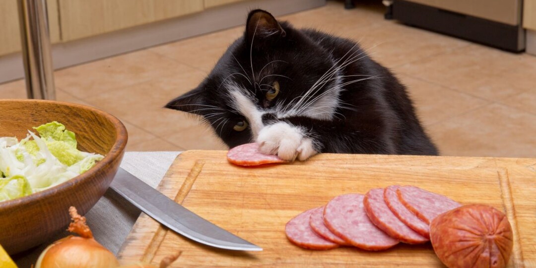 Ваша кошка ворует еду со стола? Узнайте, почему это происходит и как это остановить