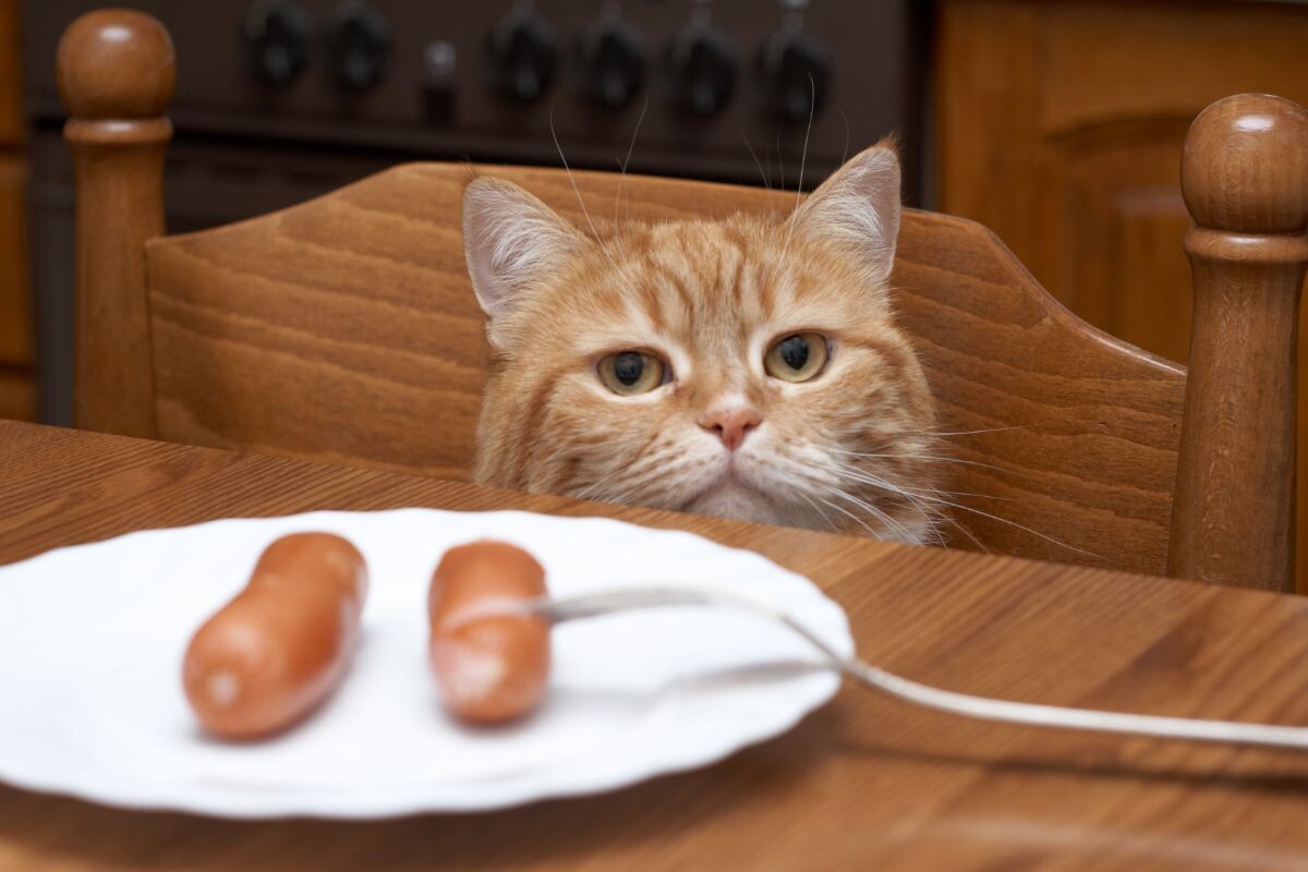 Как отучить кошку воровать еду со стола