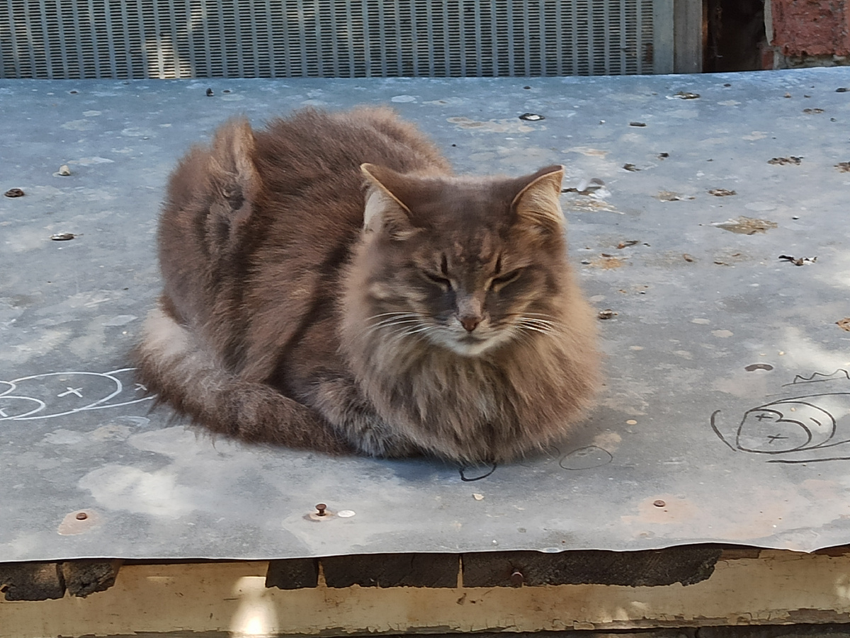 Котик такой красивенький встретился по пути,жмурится на солнышке,дал себя погладить😀 