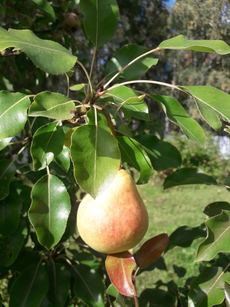 Груша "Памяти Яковлева" - мое фото