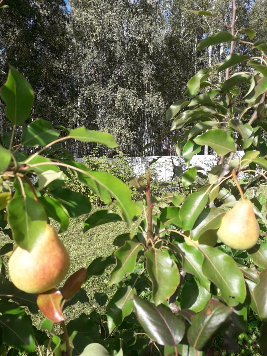 Вот такие симпатичные груши Памяти Яковлева в моем саду 8 сентября - скоро надо будет собирать - моё фото