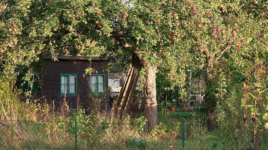 Что посадить под яблоней: 22 декоративные и съедобные культуры, которые будут хорошими соседями