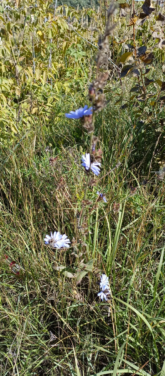 По дороге на дачу.
