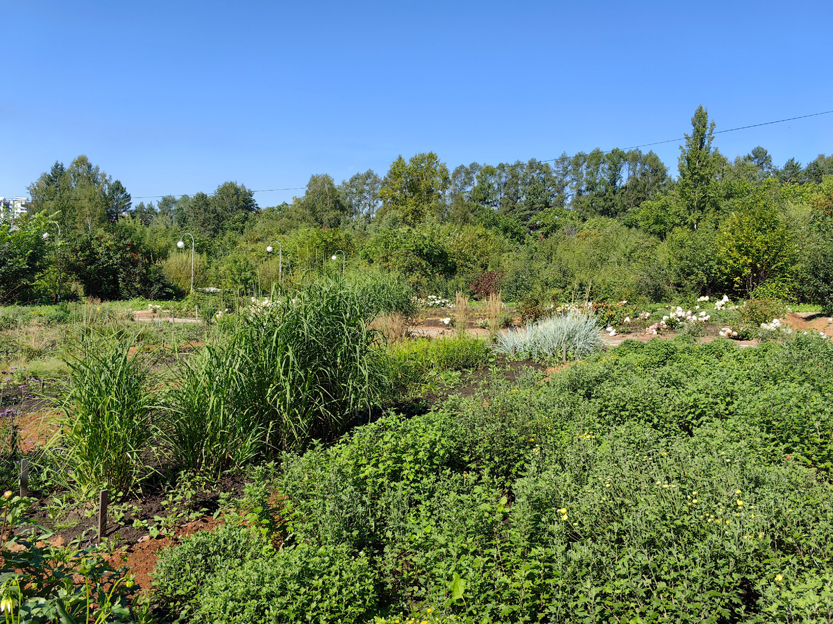 Справа зелень - это много-много хризантем, они сейчас набирают цвет, скоро уже распустятся