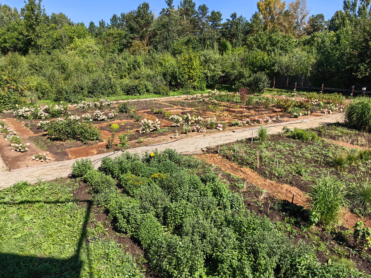 А это вид сверху с обзорной площадки на сад гортензий вдалеке, и на переднем плане опять хризантемы