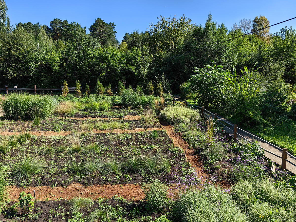 Злаковый сад, вид сверху