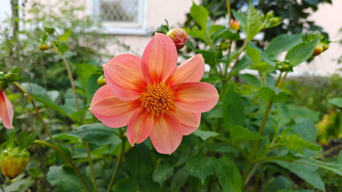 Красивый цветок просто для иллюстрации статьи. Вырастила из семян, посадила у дома на клумбу. Хожу, смотрю, радуюсь. 