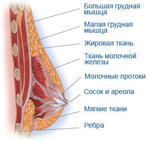 Анатомия женской груди