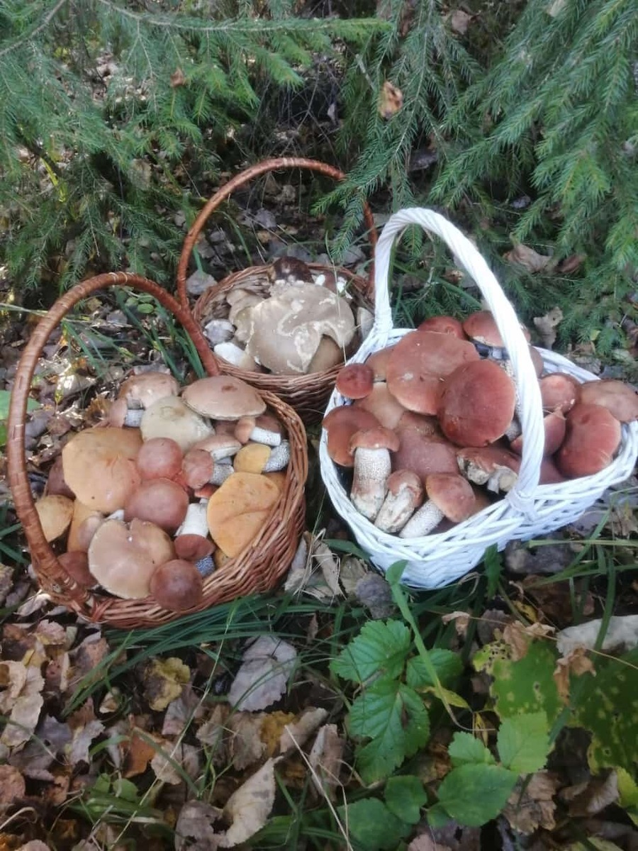 Фото сергей п. 07.09.2024. Южное Подмосковье.