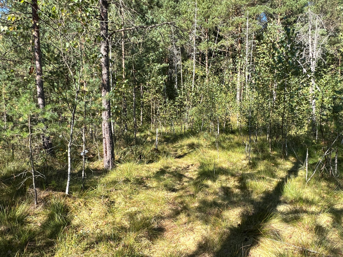 Фото автора.08.09.2024