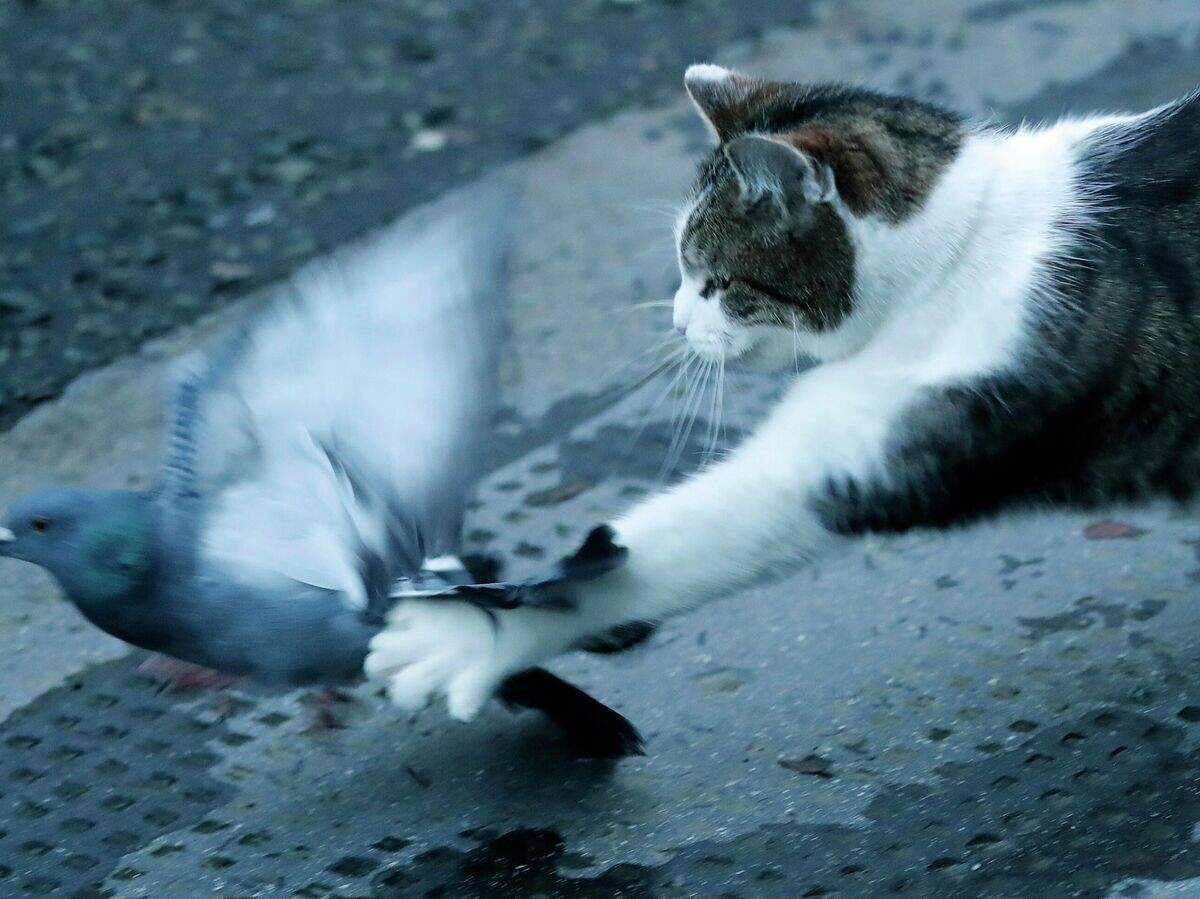    Кот Ларри британского премьер-министра поймал голубя на глазах журналистов© AP Photo / Frank Augstein