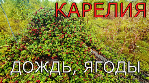 Карелия. Дождь. Ягоды