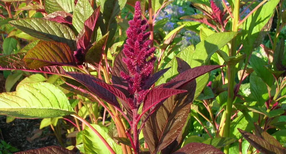 Амарант: красота и польза в одном растении