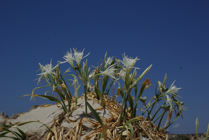 - лилии Святого Николая или морские нарциссы.