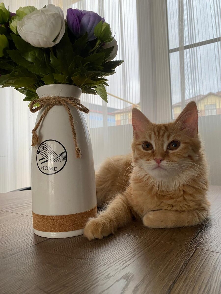 Интересные факты о кошках🐱🧡