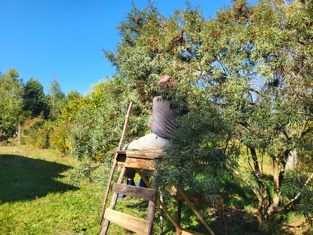 Процесс сбора облепихи в самом разгаре