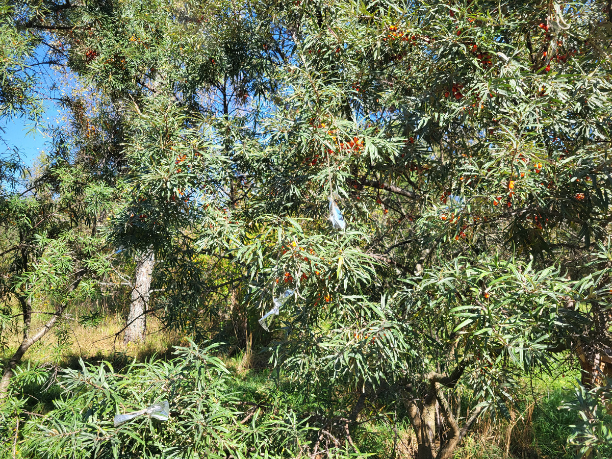 Две недели не навещала дачу, и облепиховые запасы сильно поредели. В статье использованы фото автора 