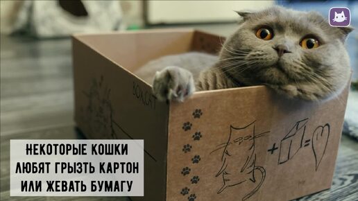 😺Почему кот грызёт и ест картон и бумагу