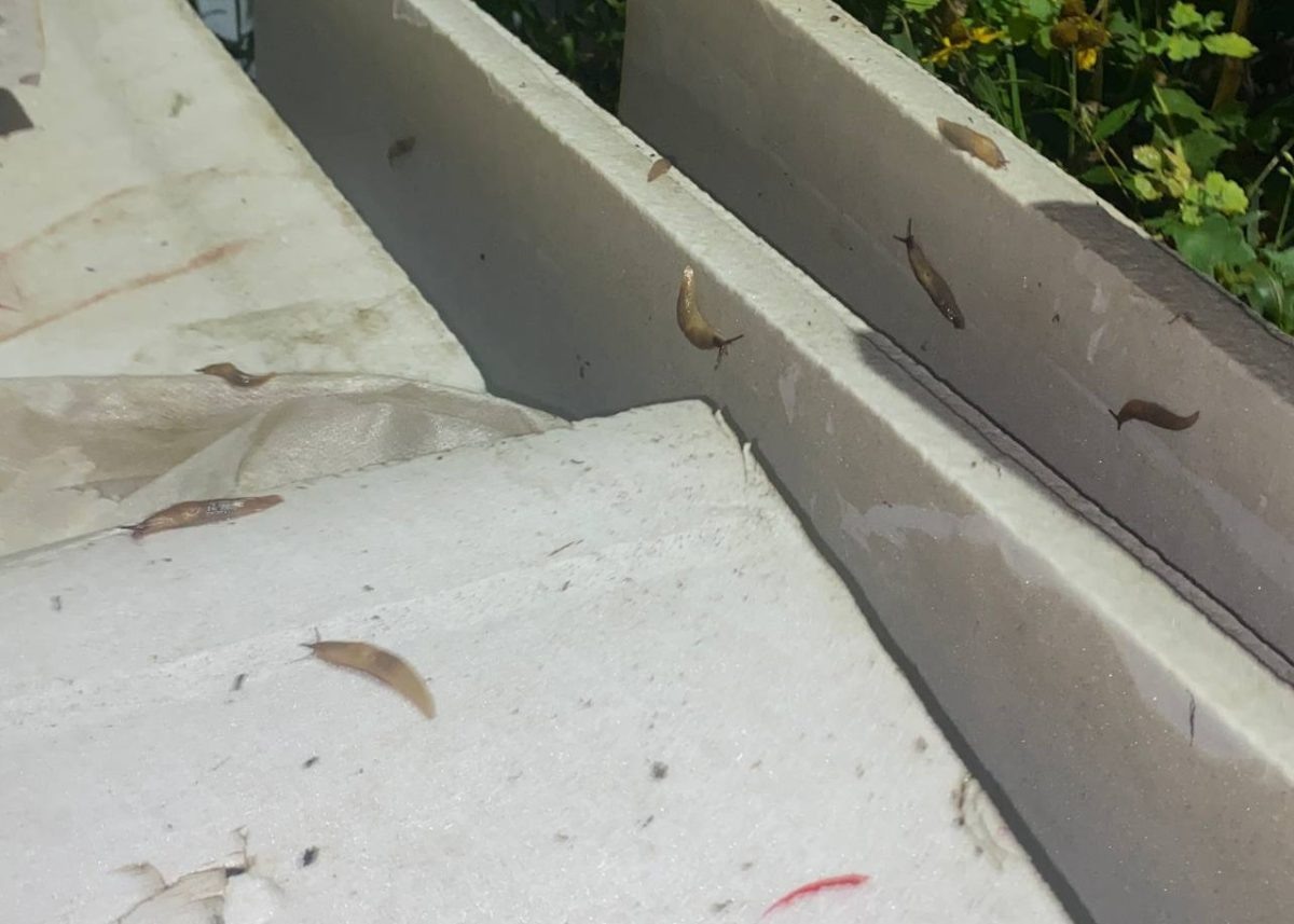    Со слов нижегородцев, слизни нападают на их сады и огороды и портят весь урожай