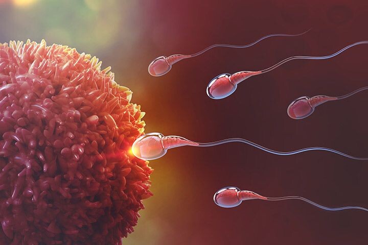 Оплодотворение яйцеклетки